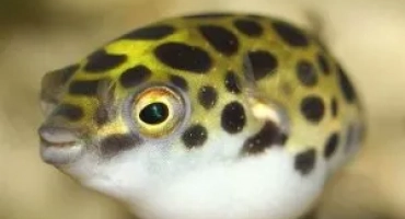 Джудже tetradon: как да запазим и как да се храним